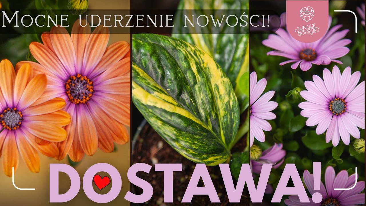 Nie uwierzysz, co przyjechało! 🌿 Najlepsze rośliny doniczkowe na Dzień Mamy i Dzień Dziecka od JB!