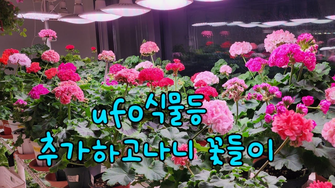 식물등추가하고나니 꽃들의변화