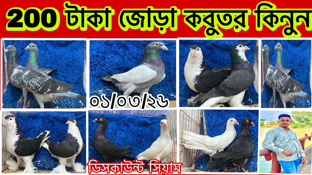 ২০০ টাকা জোড়া কবুতর কিনলে। ডিসকাউন্ট সিয়াম 
