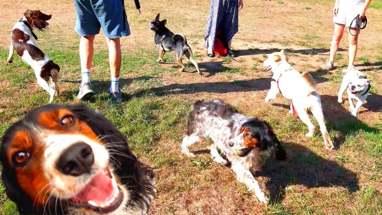 JEU entre CHIENS au Parc 🐶 Mon CHIEN en Liberté