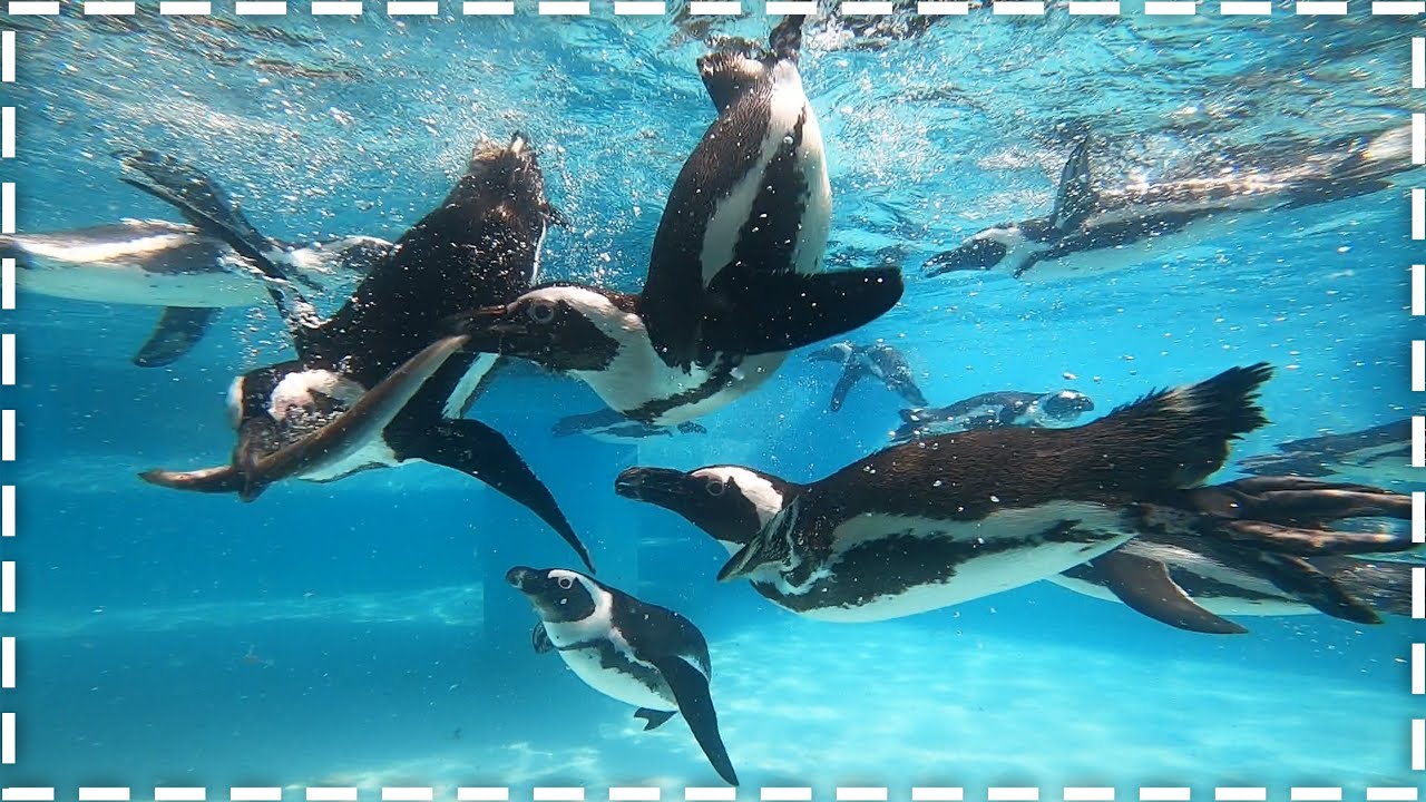 (SUB) Невероятные навыки плавания пингвинов🐧 Остров пингвинов