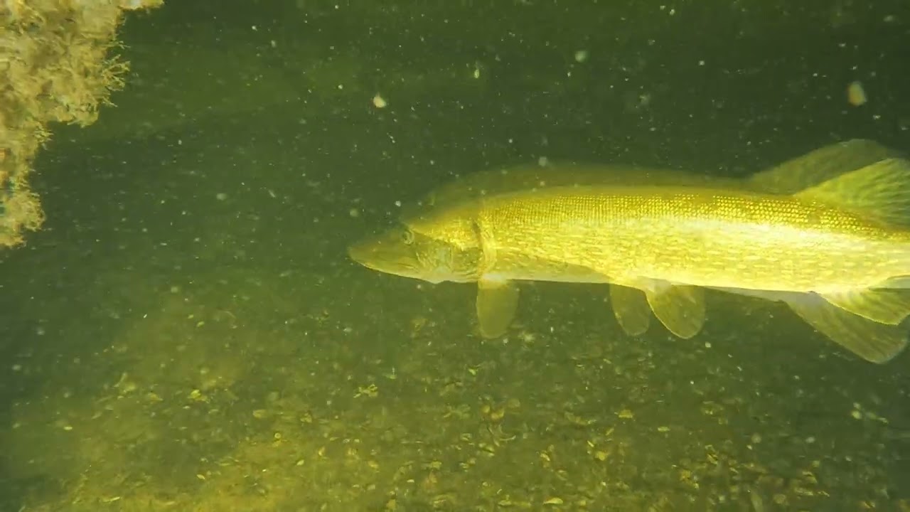 Duiken / Diving Island 4 Vinkeveen Hunting pike