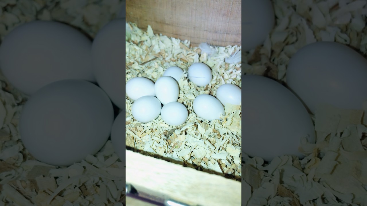 How to cocktail 8 egg hatching #cockatiel#cocktailbirdbreedingprogress#cocktailsofinstagram