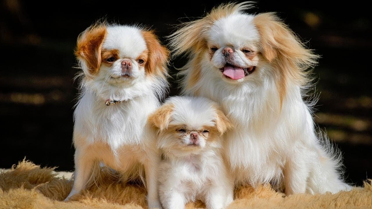 THE JAPANESE CHIN - CUTEST DOGS IN THE WORLD?