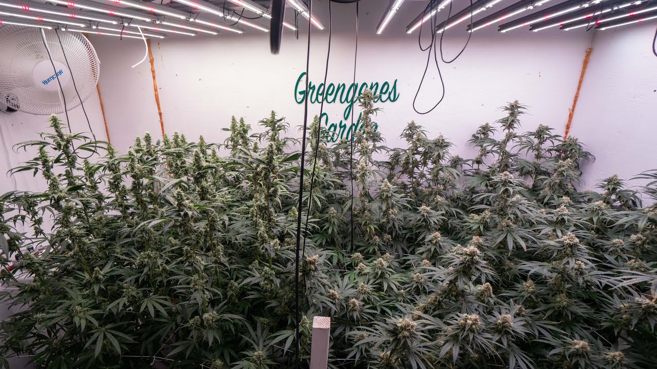 Week 7 of flower