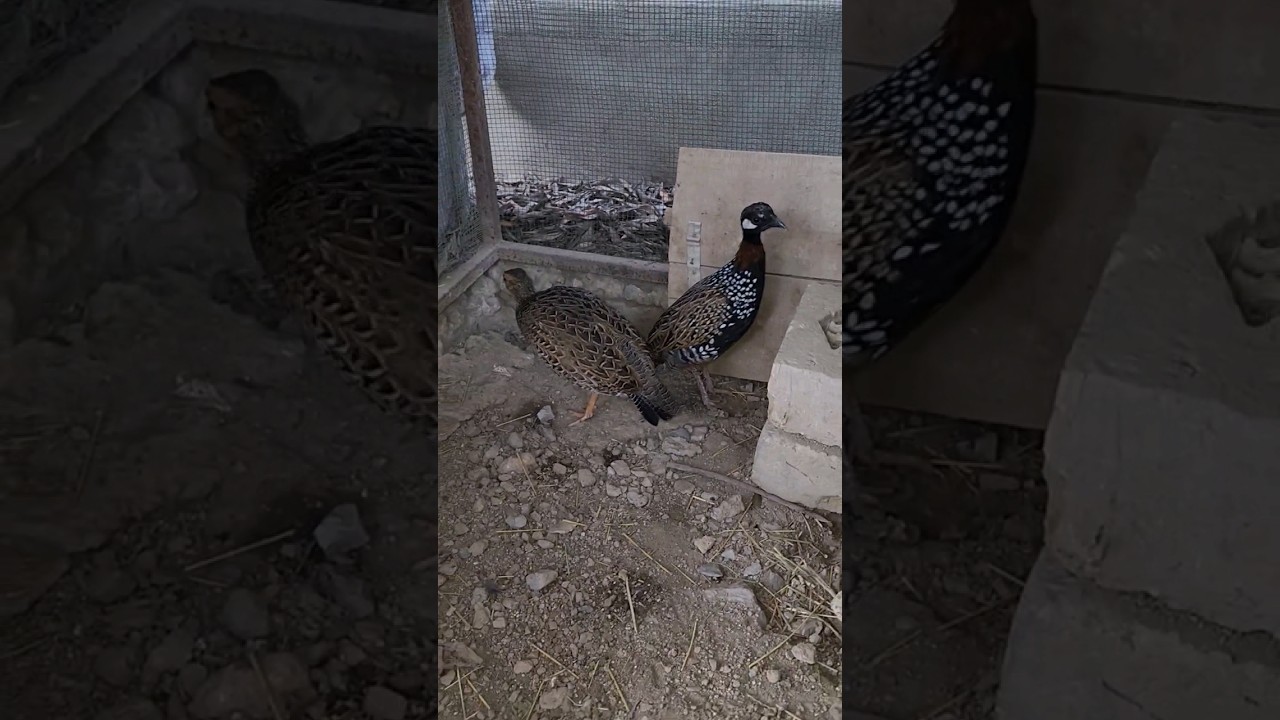 Black Francolin pair