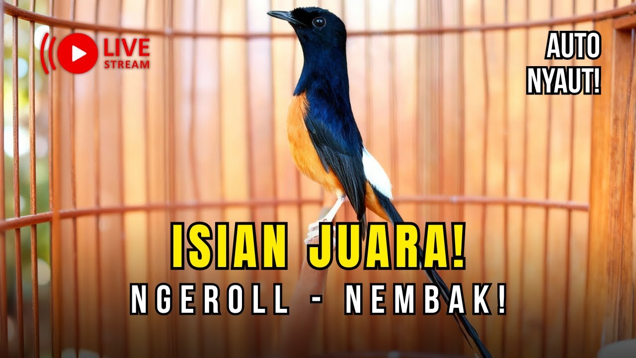 🔴 LIVE 57 - Masteran Murai Batu VARIASI | Kunci Bikin Gacorr Dor & Nembak Panjang!!