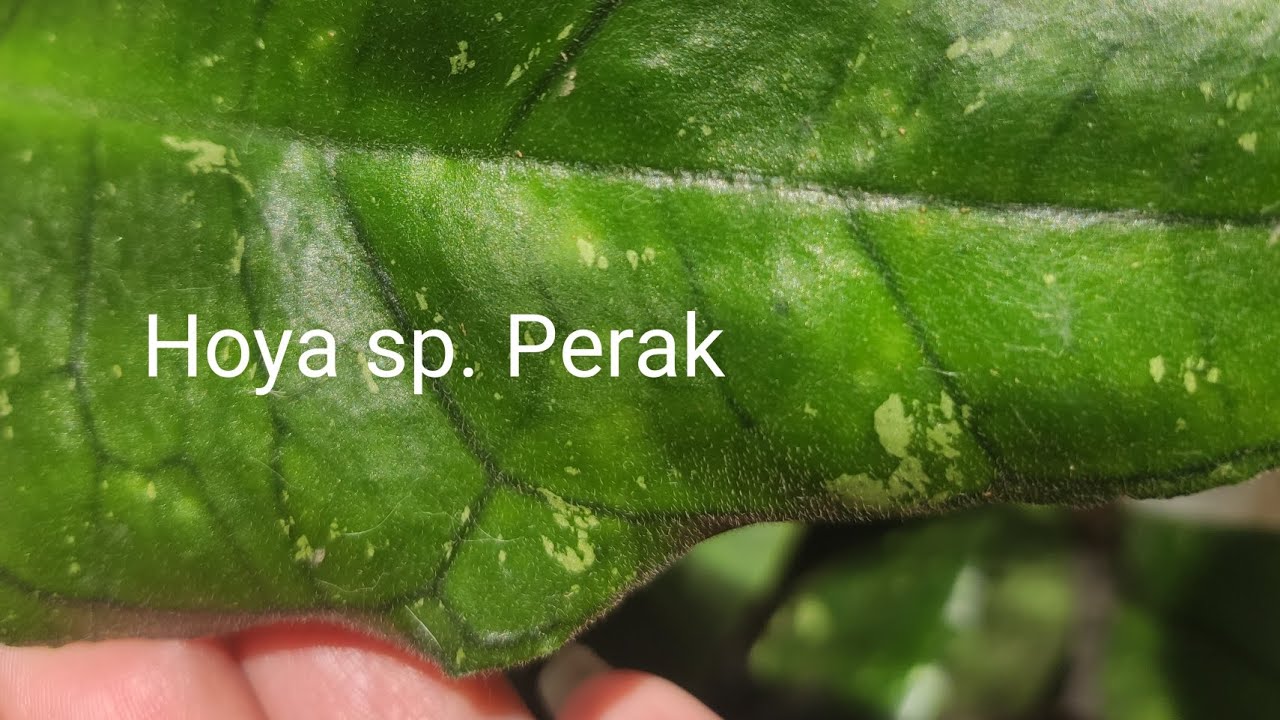 Хойя sp Perak