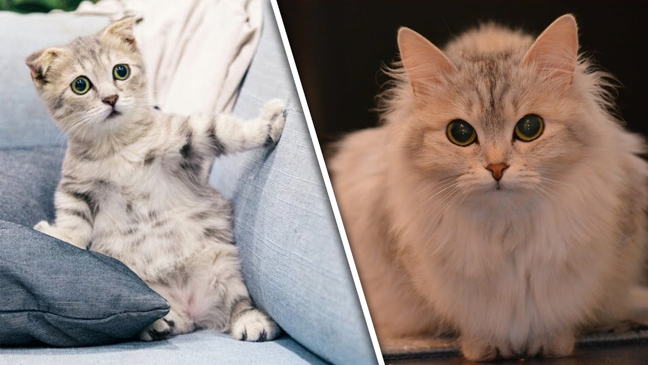 10 Cutest Cat Breeds and Their Characteristics, Personality