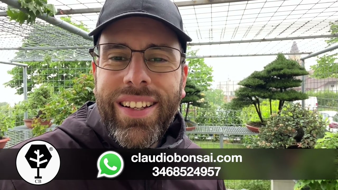 MARCIUME RADICALE E NEBULIZZAZIONE SUL BONSAI