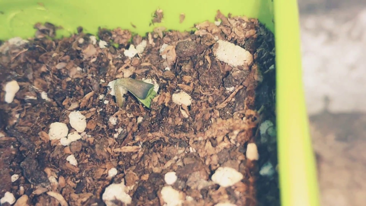 Cultivo de Autofloreciente DIA 3 | Dark Devil &deg;sweet seeds &deg; |Seguimiento Cultivo Exterior 2018