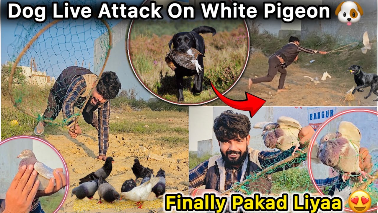 Kayi Din Baad Pakda Gaya kabutar 🤑 || Jungli kutta Lekar Bhag Gyaa 🕊️ || Nuksan Hogya 🙄