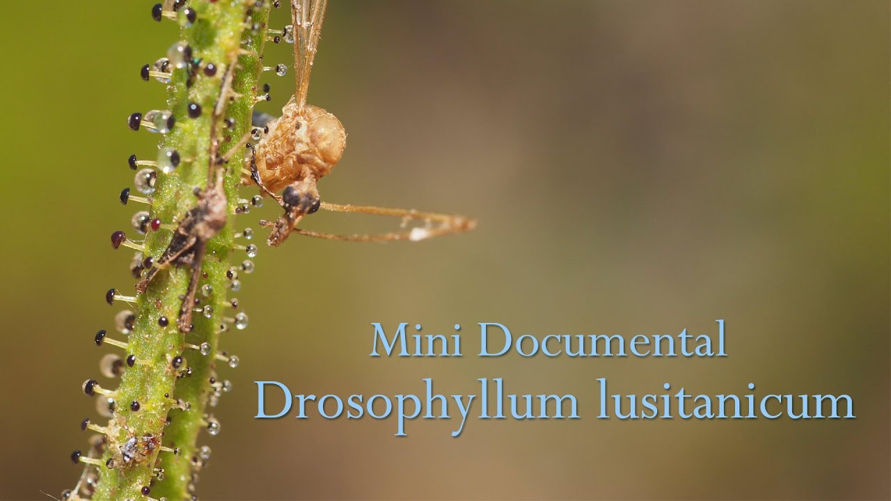 Drosophyllum lusitanicum (Planta carnívora) - Mini Documental.