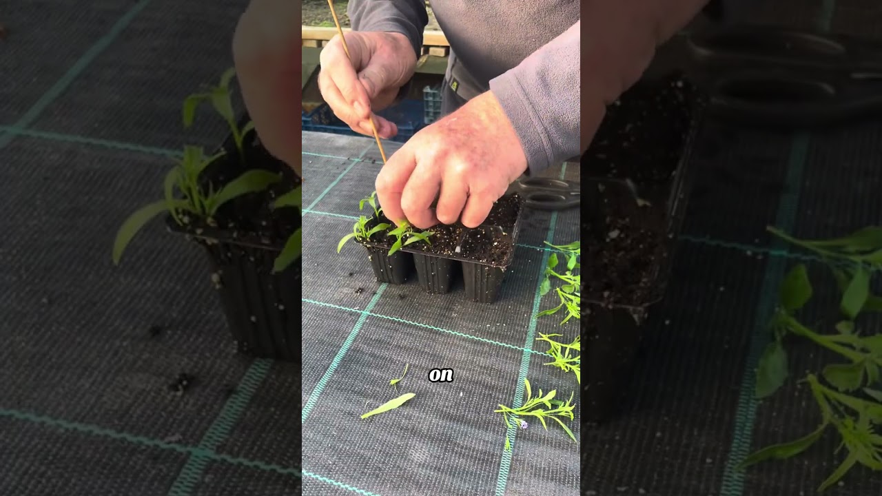 How to take cuttings from your lobelia hanging baskets 
