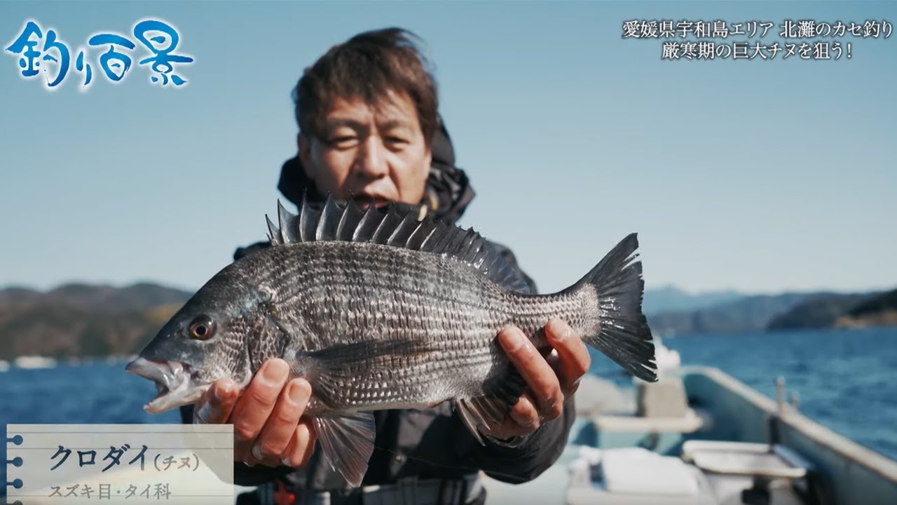 【釣り百景】#475 愛媛県宇和島エリア 北灘のカセ釣り厳寒期の巨大チヌを狙う！