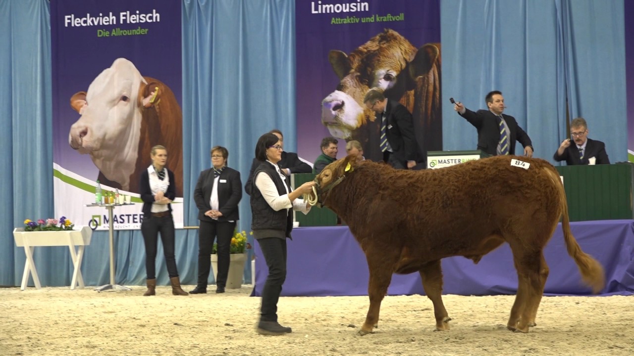 Limousin Verden 2017