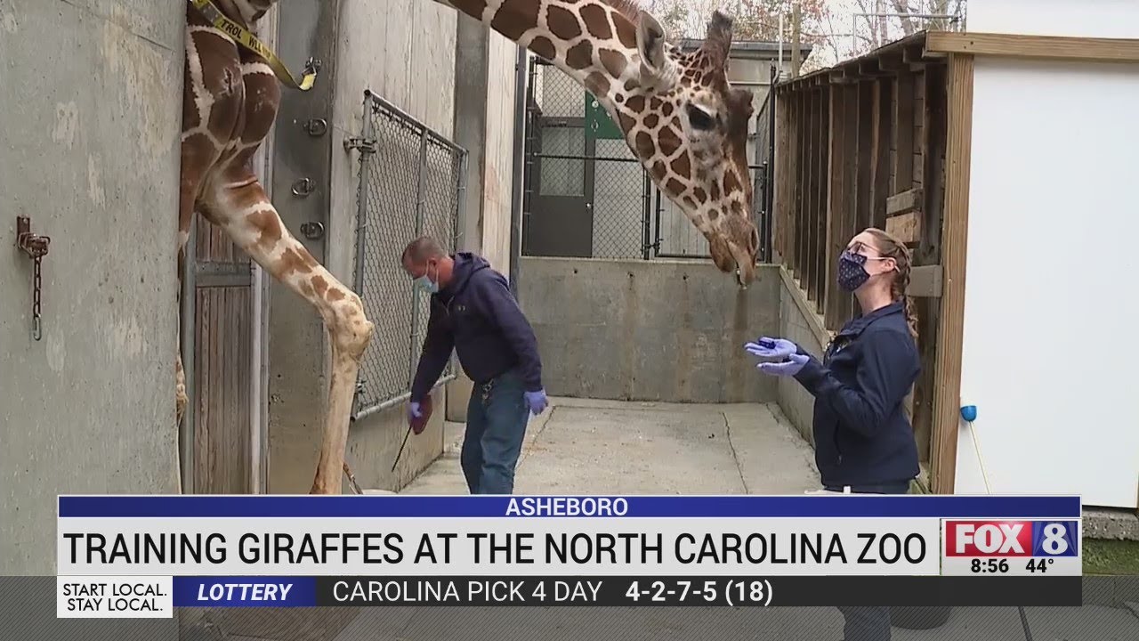 How do you give a giraffe a pedicure? NC Zoo shows us how!