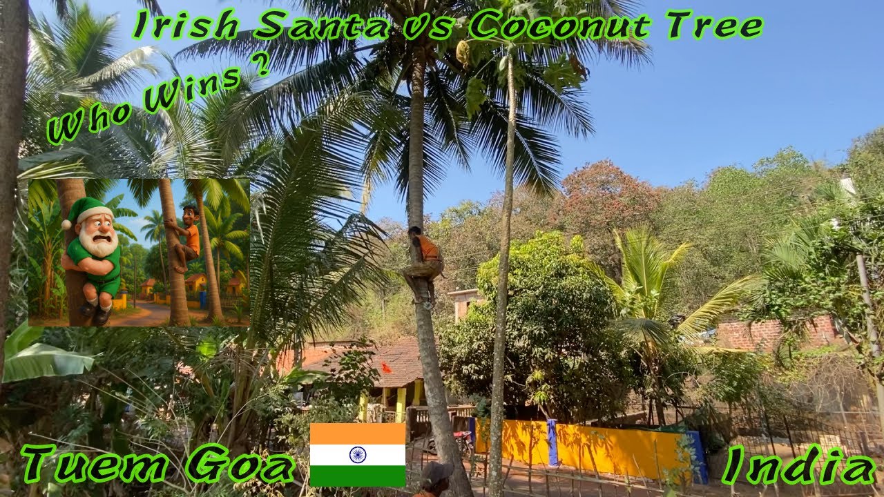 🎬 Irish Santa 🎅🏻 Learns to Climb a Coconut 🌴 Tree ➡️ Tuem, Goa |  Coconut Tree Climbing Adventure