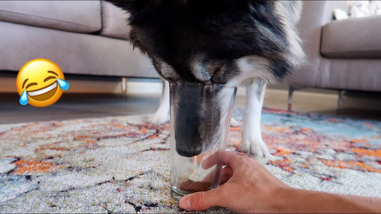 Huskies vs Treat Cup!