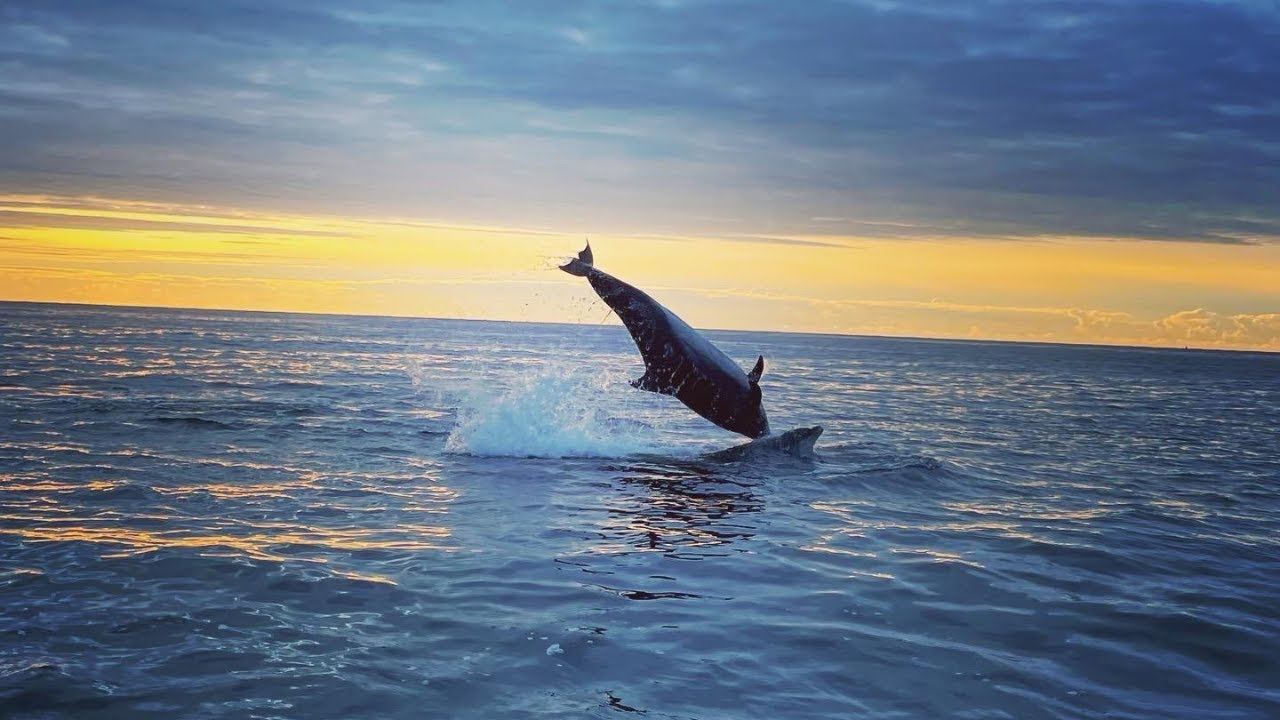 Unexpected Dolphin Encounter In Scotland - Fishing Trip Becomes Magical Dolphin Adventure!
