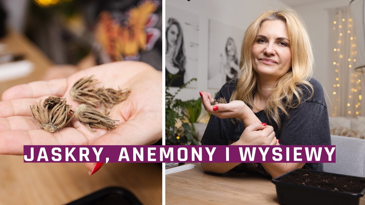Jakie kwiaty będę wysiewać? Jak przyspieszyć anemony i jaskry?