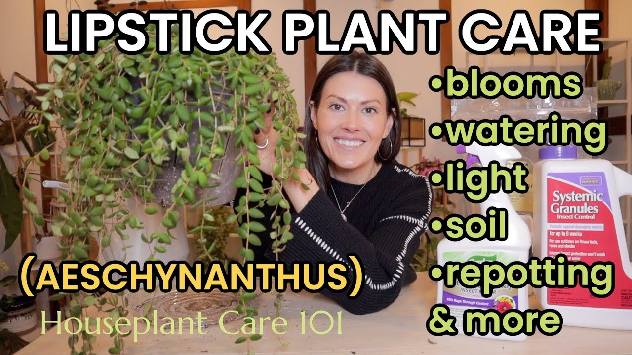 Lipstick Plant Care - How To Water, Lighting, Blooms, Repotting, Pests, & More - Houseplant Care 101