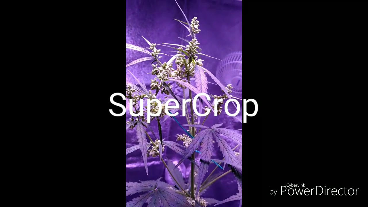 Thai Sativa Male Day 24