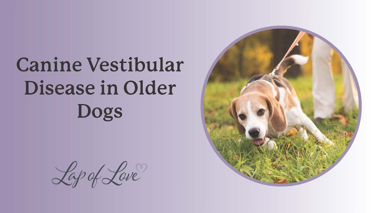 Canine Vestibular Disease in Older Dogs