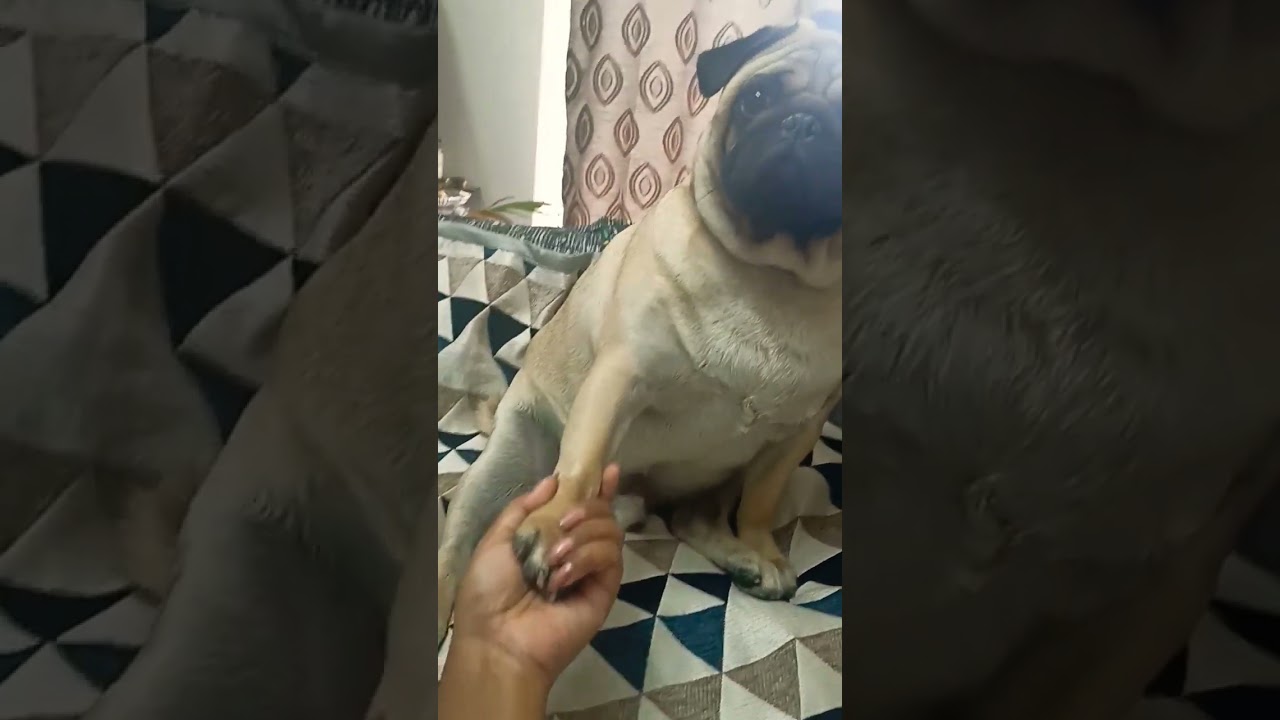 Simba 🐶🧿