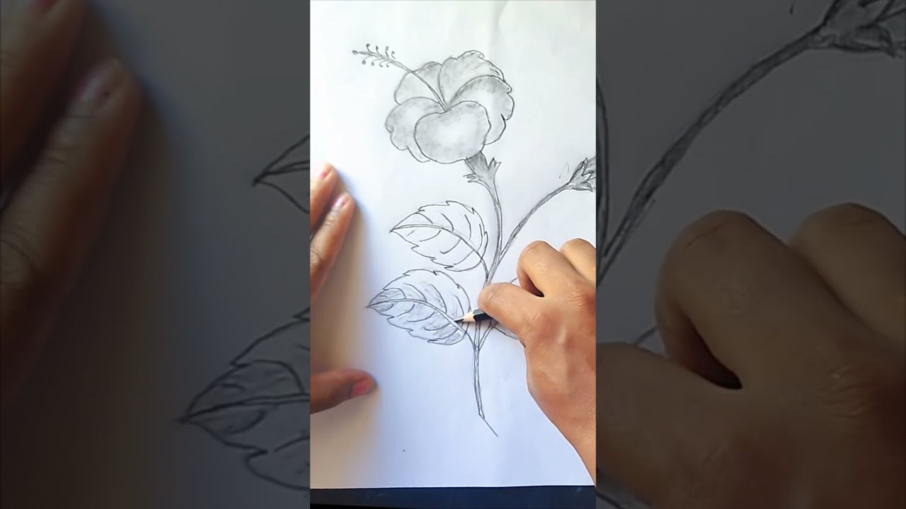 गुड़हल का फूल कैसे बनाएं how to draw Hibiscus flower🌺🌺