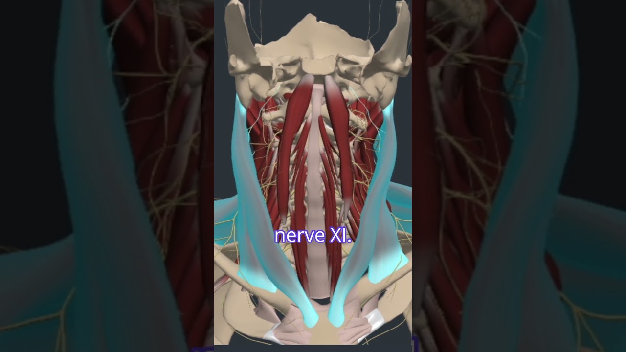 Cervical Spine Nerve Innervation