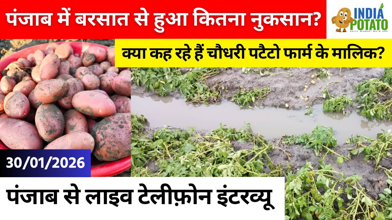 30/01/2026 : पंजाब में बरसात से हुआ कितना नुकसान? Punjab Potato Report After the Rain - India Potato