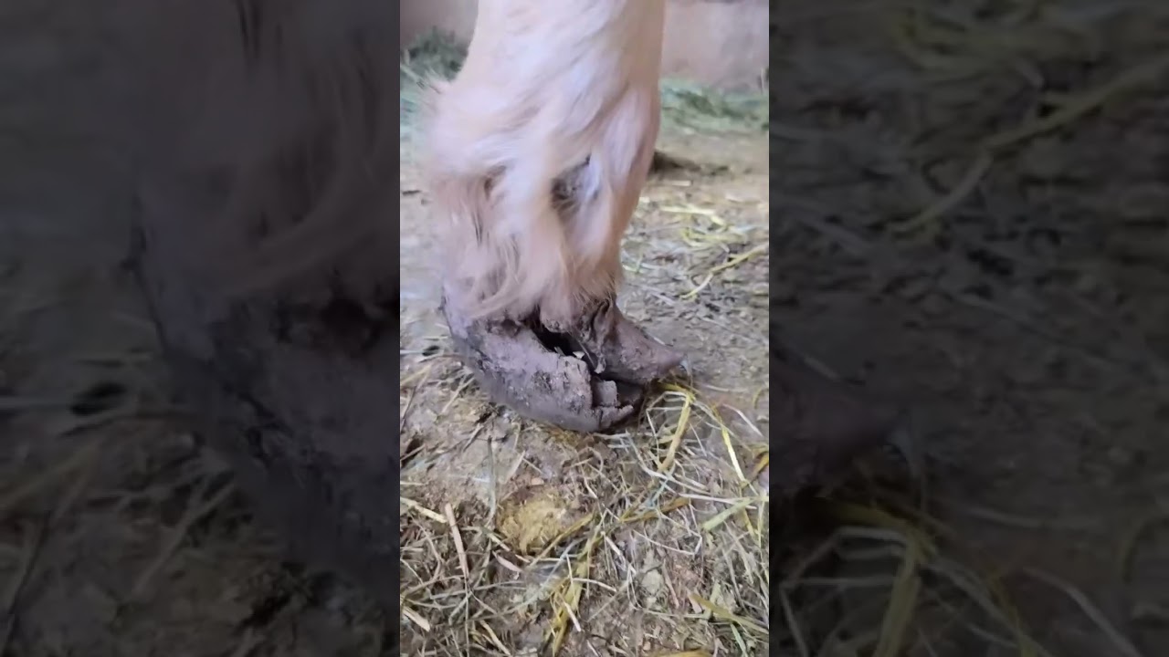 And to think&hellip; they wanted to put you down Sweetpea #horse #horserescue #saveanimals #animals