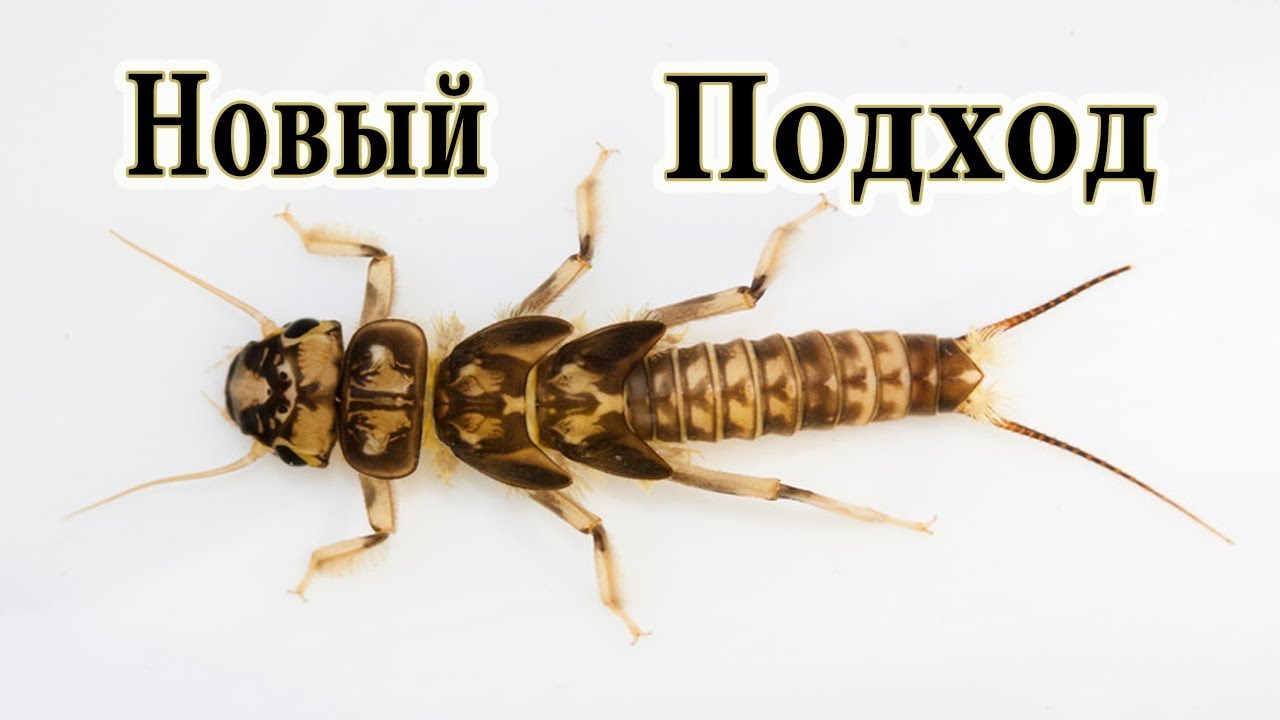 Новая Личинка Веснянки 