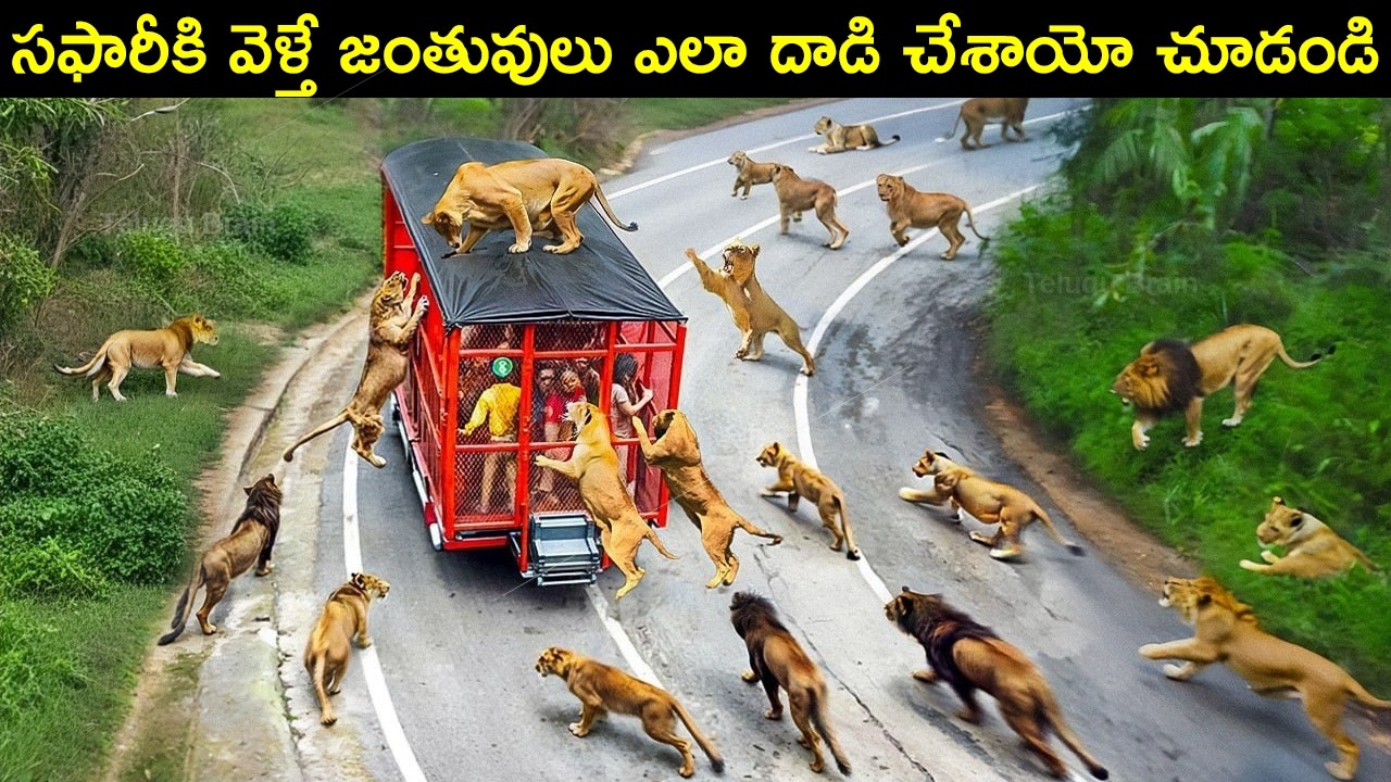 సఫారీకి వెళ్తే జంతువులు ఎలా దాడి చేశాయో చూడండి | Safari | Animal Facts in Telugu