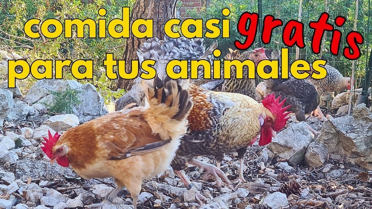 Ahórrate una fortuna en pienso de tus animales (te enseño cómo)🐓
