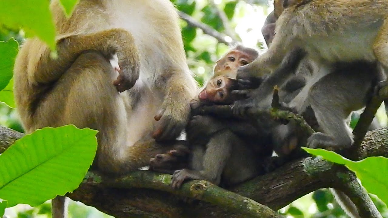 Rainbow meet mummy Rose & play with kids but they play tough, baby cry & run