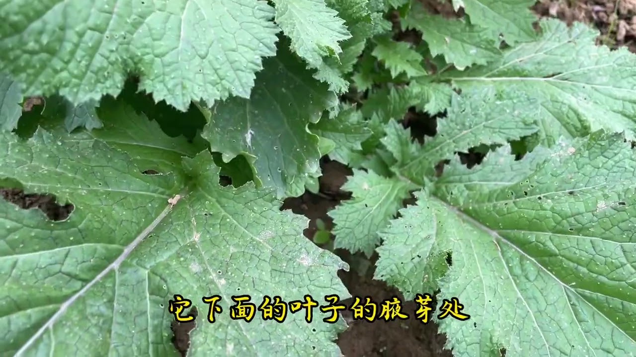 家庭种植雪里蕻长势块采收时间长，种下去1个月就可采收种植简单