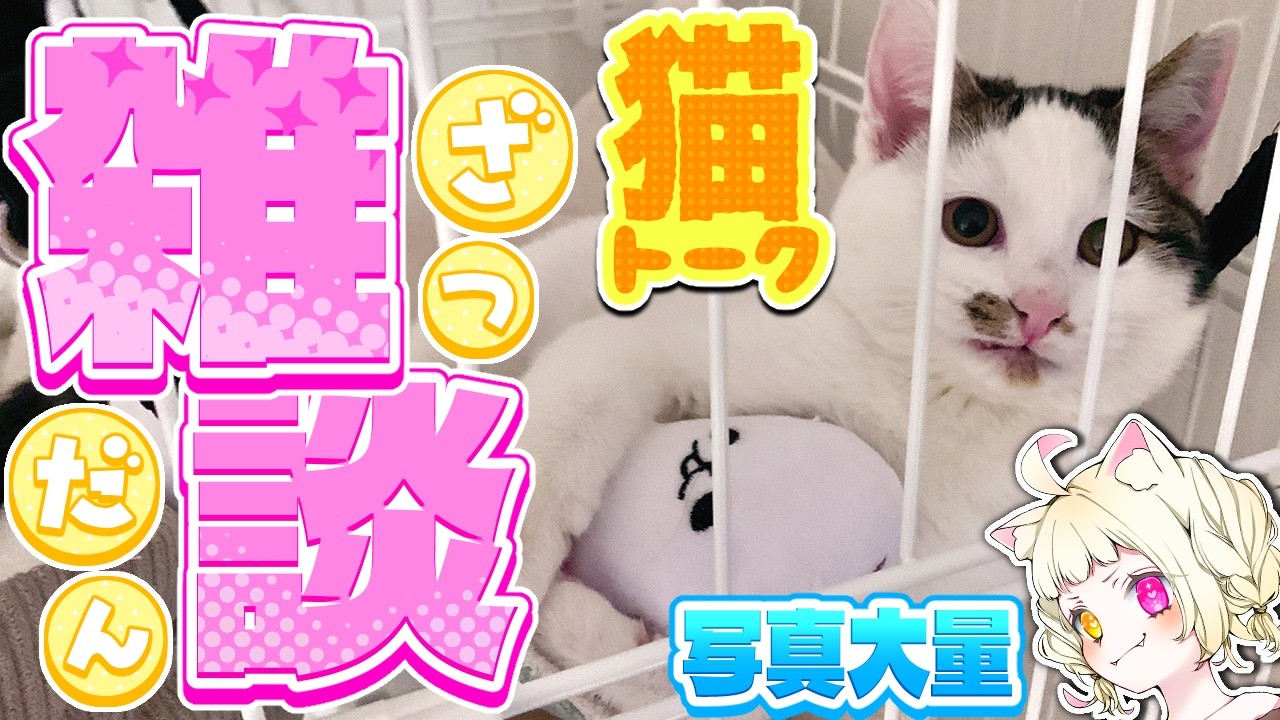【#vtuber 】うちの猫自慢！子猫の名前が決まった！来週の同時視聴なに見る？雑談！初見さんも常連さんもお喋りしよ！【#雑談 】