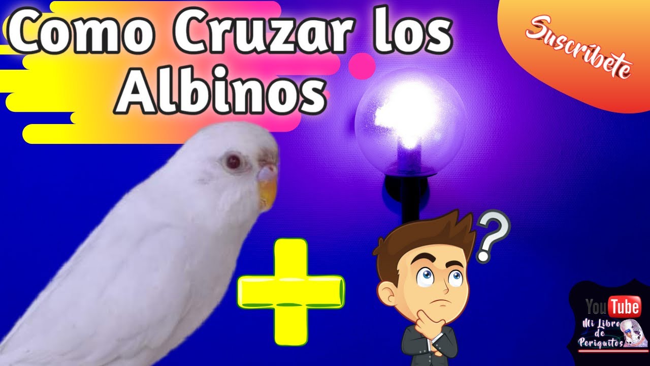 Periquitos Albinos 🧐 y su Tabla de Cruces