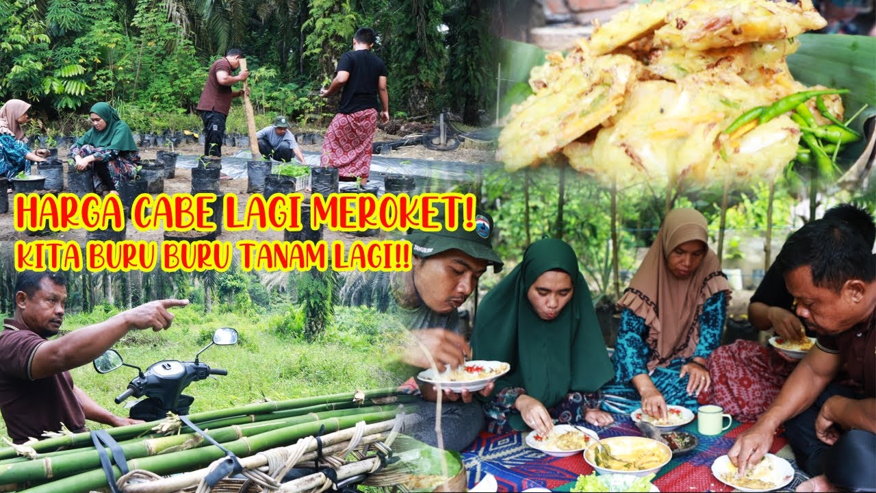 POHON CABAI KITA SUDAH HAMPIR HABIS! SAATNYA TANAM LAGI!!