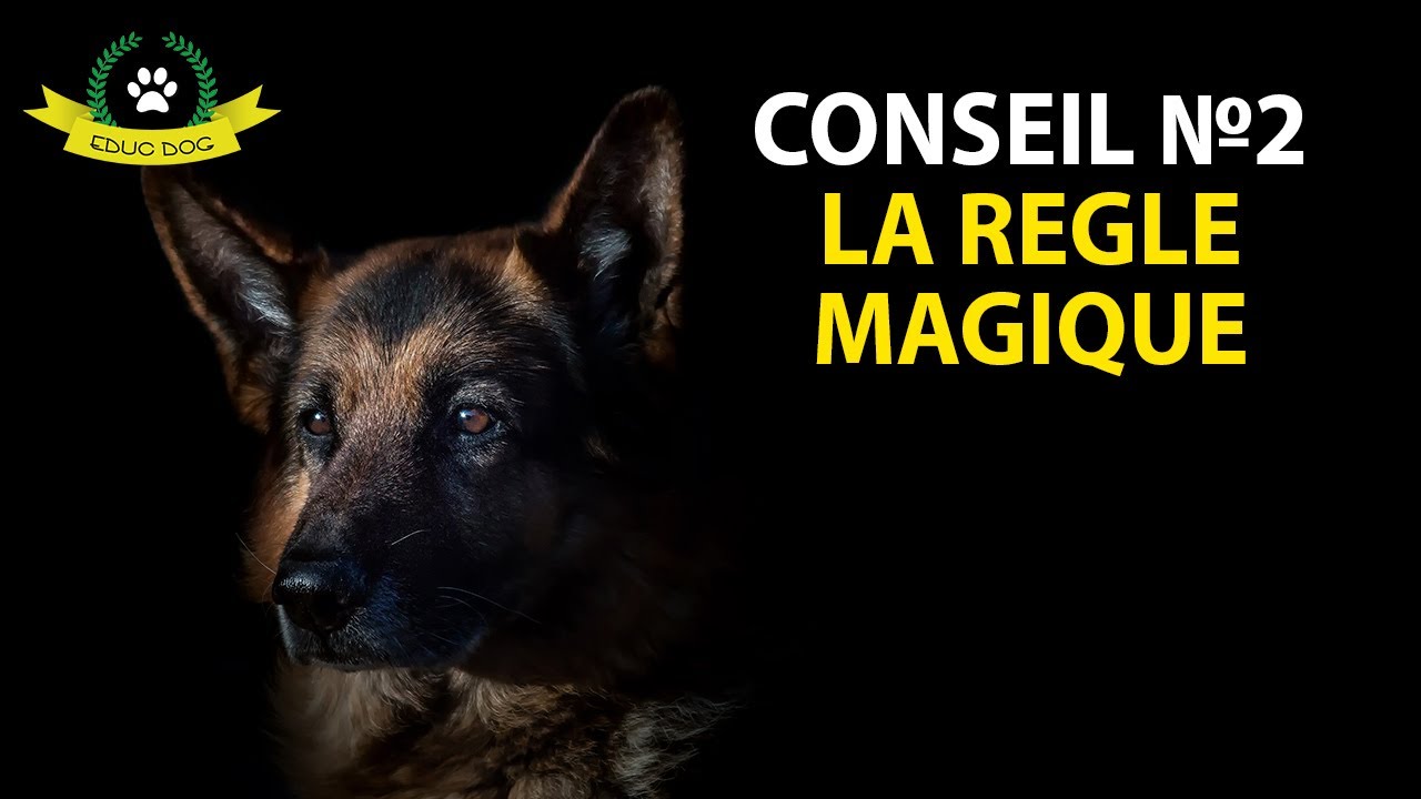 Ton chien n'ob&eacute;it pas quand il y a d'autres chiens ? Voici la solution !