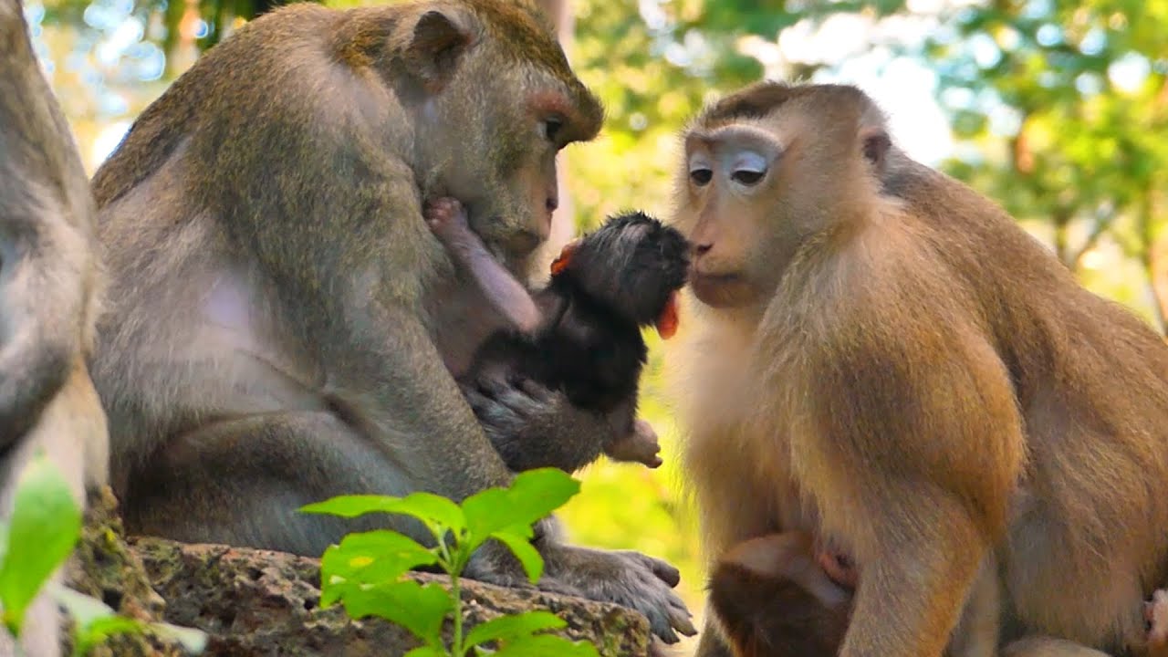 Monkey Rose brings her baby Robin to welcome the newborn baby.