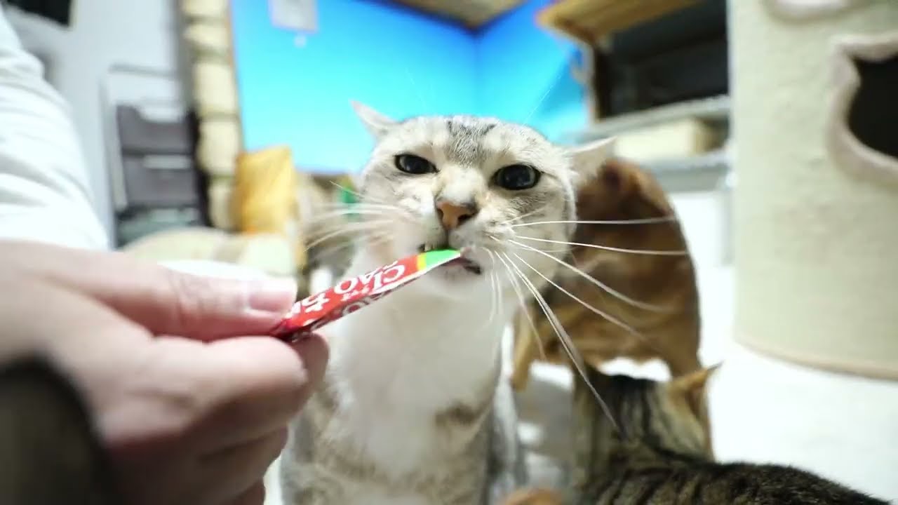 2026.3.15  猫部屋　オヤツを食べる