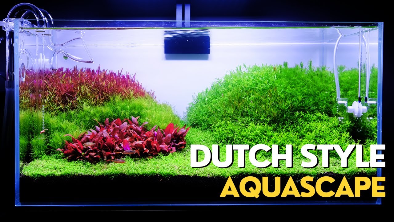 Dutch Style Aquascape | Planted Aquarium