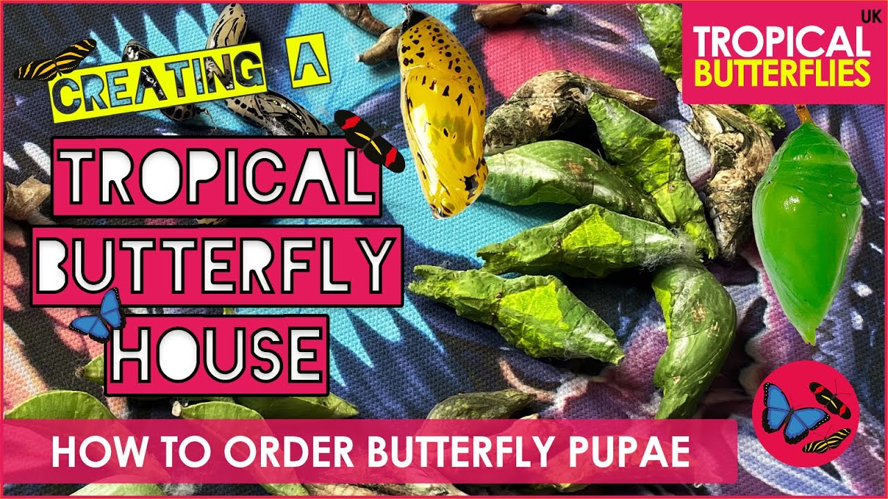 How To Order Tropical Butterfly Pupae - Tropical Butterflies UK