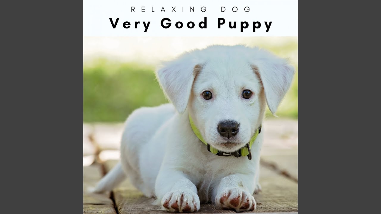 Best Pets and Caring Owners (feat. Calm Pets Music Academy, Sleeping Music For Dogs & Music for...