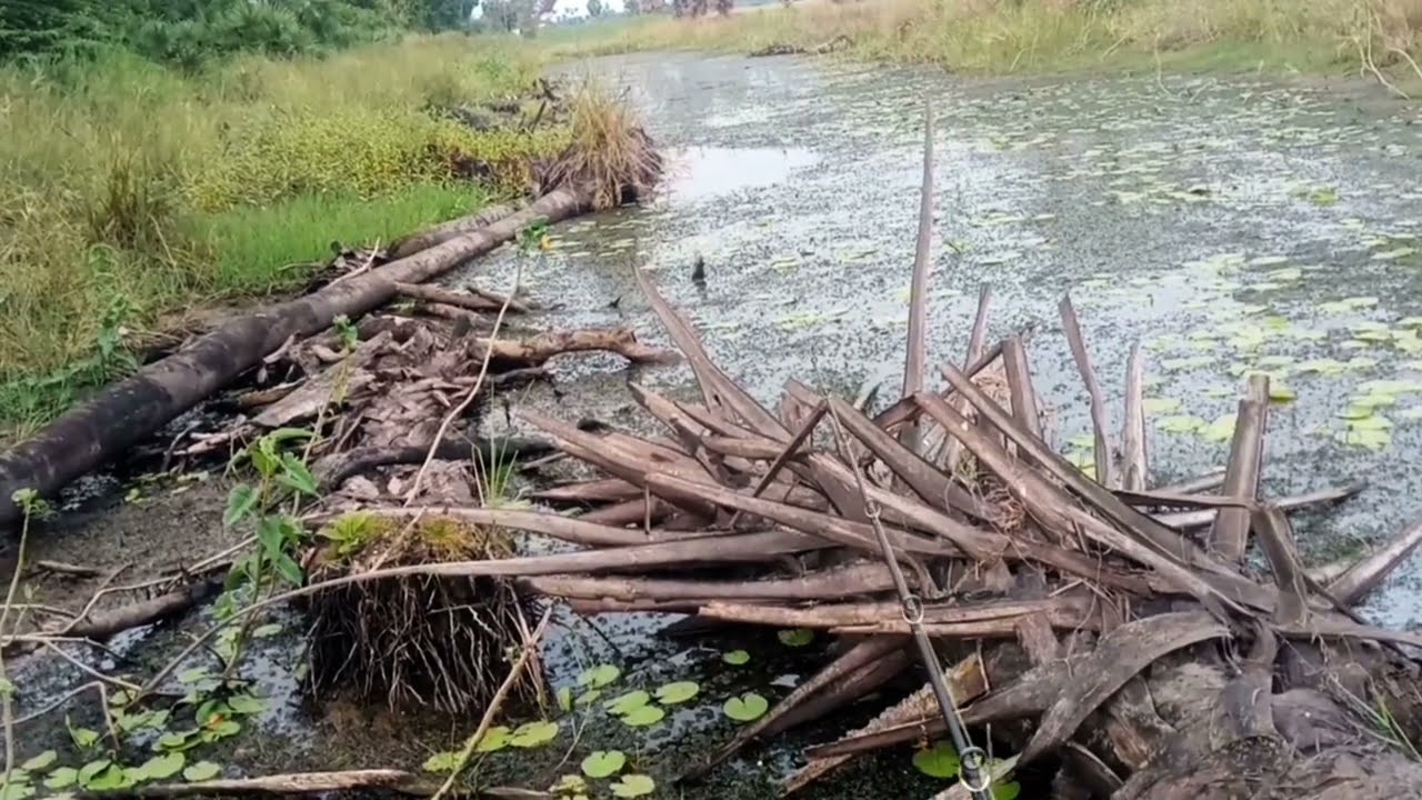 Village fisherman catching snake head fish hunting video fishing video @MeenEngada#fishing