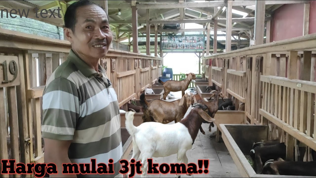 REVIEW BIBIT KAMBING BOER DI MANUNGGAL FARM @alekbudisantoso9048 