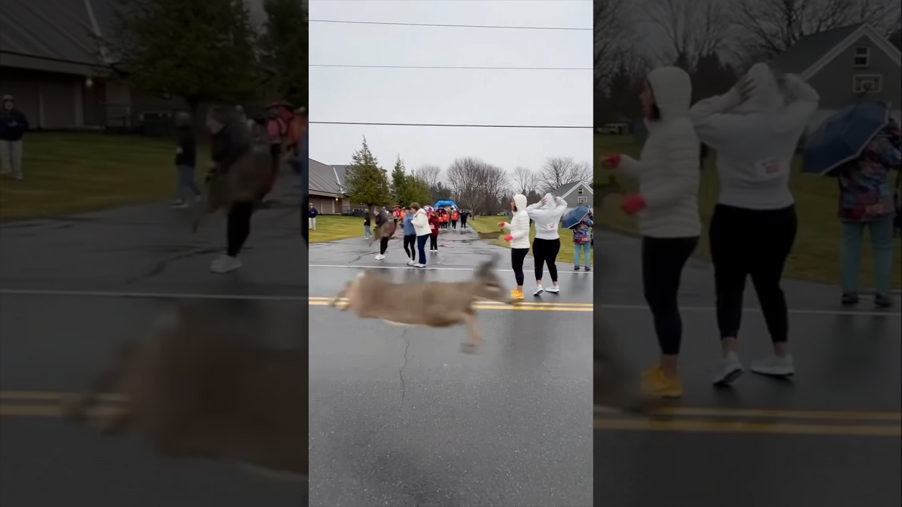 Their turkey trot on Thanksgiving had unexpected visitors 😂